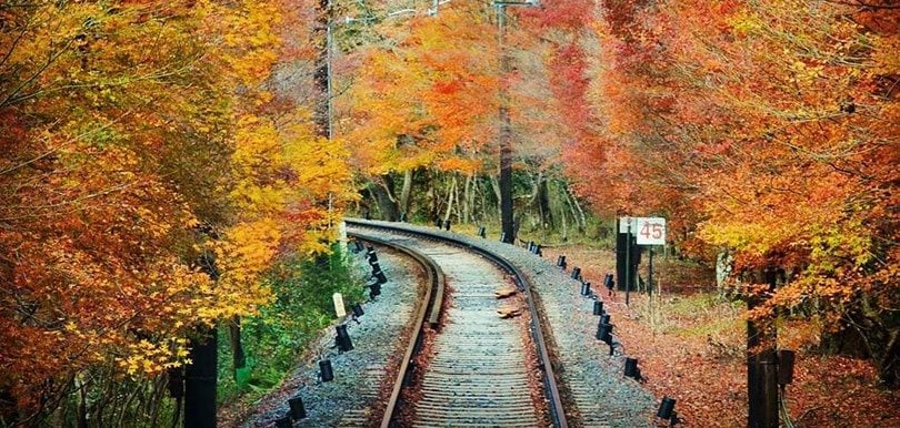 滿滿的楓葉！日本京都「楓葉隧道」原來要坐這條路線！