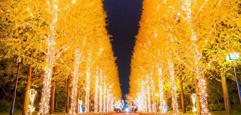 聖誕限定！日本網民熱推京都超夢幻彩燈隧道，原來在這裡！