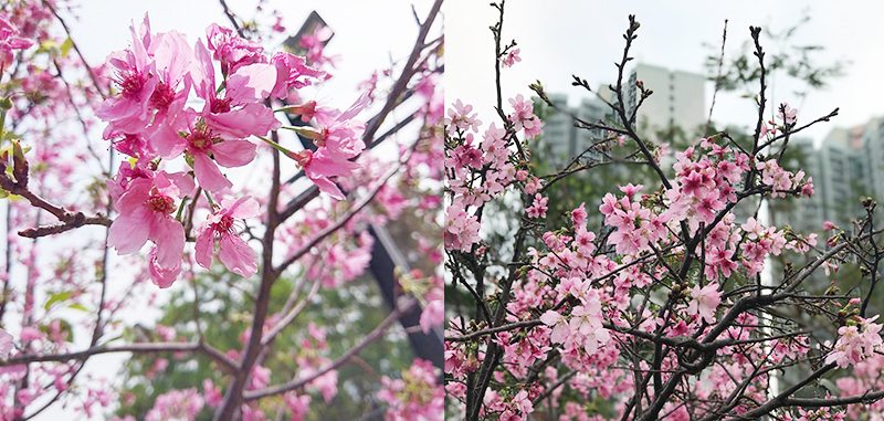 花期不等人！香港賞櫻好去處