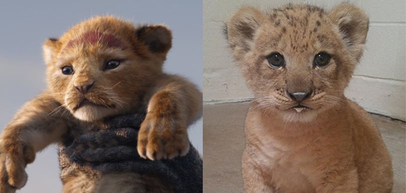 比貓咪更萌零霸氣！美國動物園公布《獅子王》辛巴真面目