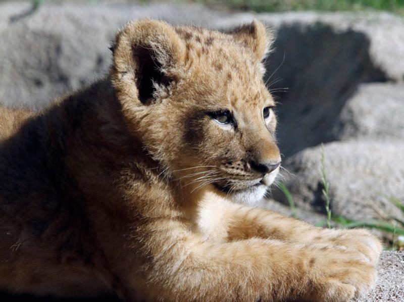 貓咪更萌零霸氣！美國動物園公布《獅子王》辛巴真面目