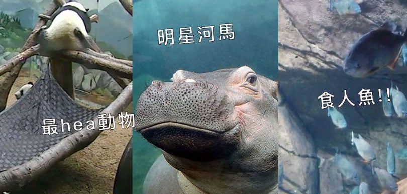 足不出戶遊世界！動物園 水族館 網上實時遊覽（內文附連結）