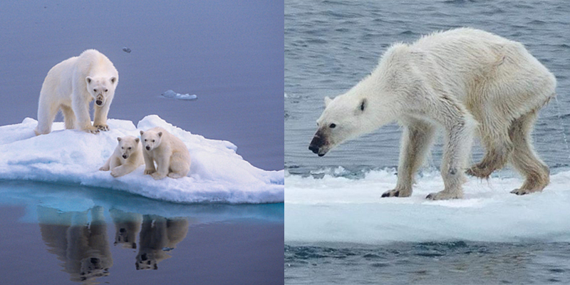 世界地球日喚關注環境議題 南極現「血雪」、北極熊獵殺小熊