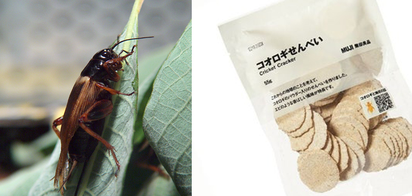 食蟲高蛋白又防癌，成未來主要食糧？MUJI 無印良品首推出「蟋蟀仙貝」！