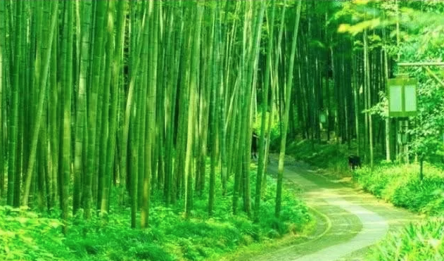 清新翠綠有行人路的竹林