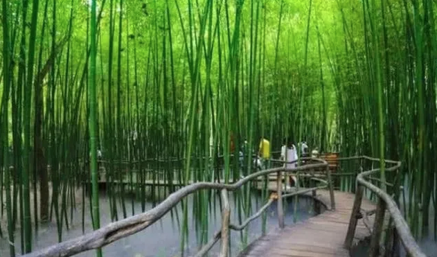 有木橋和水池的竹林