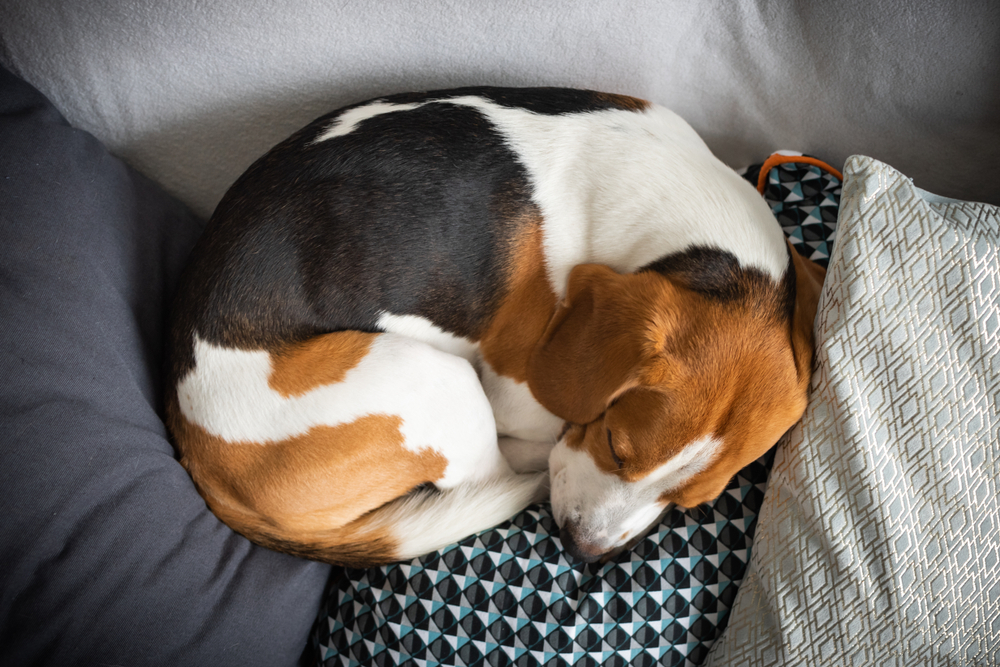 狗狗捲起身體睡覺很常見