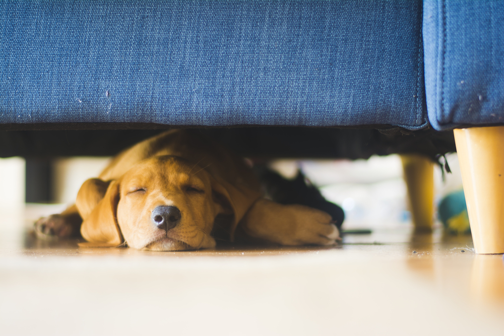 狗狗身體有異樣可能會躲起來睡