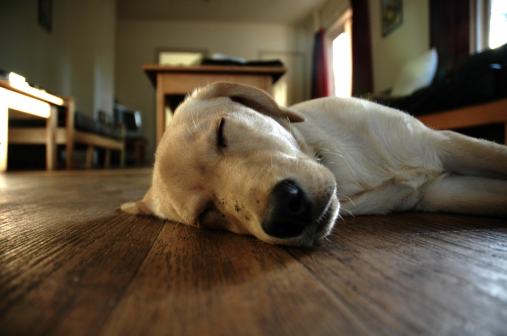 狗狗打側身體放鬆地睡