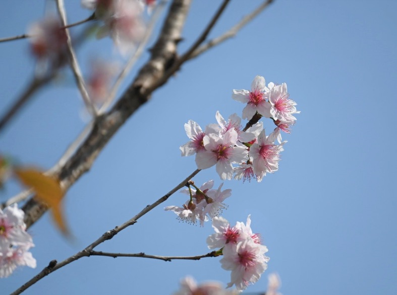 位於荔枝角公園第3期的6棵櫻花樹