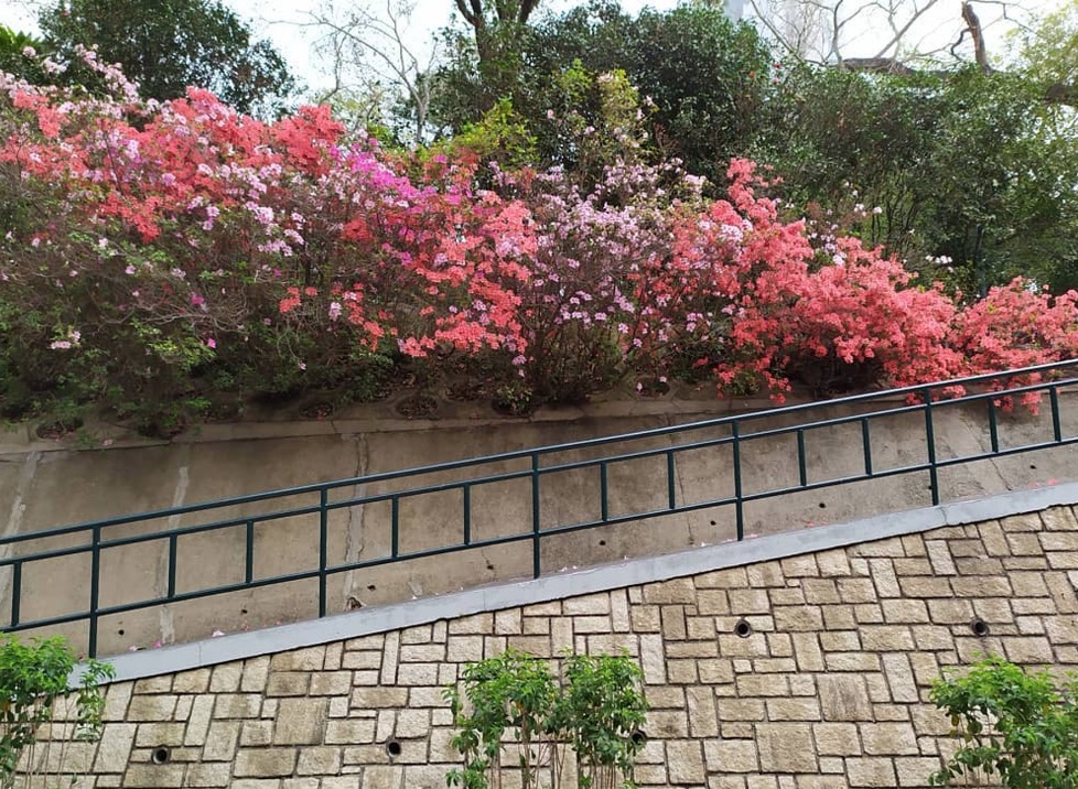 九龍公園可以一次過欣賞到錦繡杜鵑