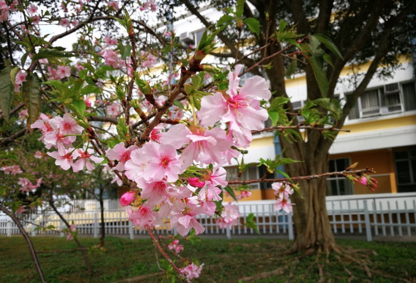中文大學日本研究系於2021年種了20棵櫻花樹