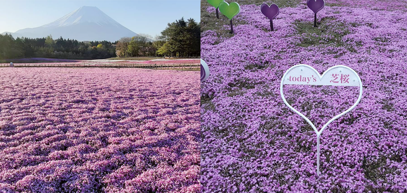 【網上旅行】日本富士芝櫻祭2021  飽覽壯麗花海＋3大富士山美食
