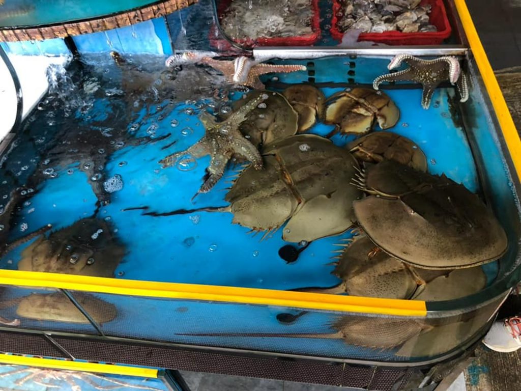 瀕危物種馬蹄蟹驚現流入海鮮檔 WWF呼籲海鮮業界承諾不出售或展示馬蹄蟹