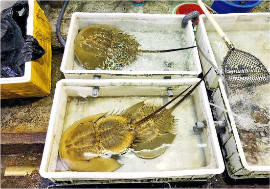 瀕危物種馬蹄蟹驚現流入海鮮檔 WWF呼籲海鮮業界承諾不出售或展示馬蹄蟹