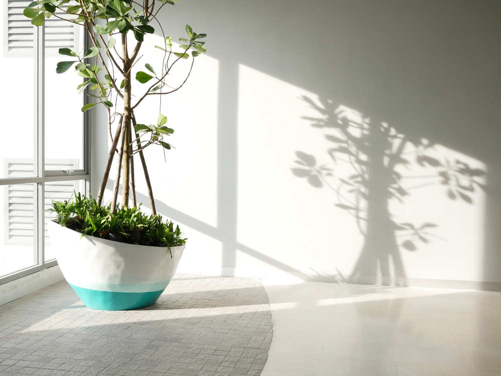 植物除了可綠化家居，更有效提高家中空氣的質量