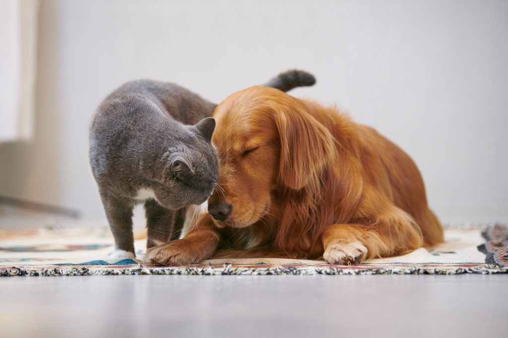 獸醫專業認證貓狗保健必知：三大天然成份保障主子健康