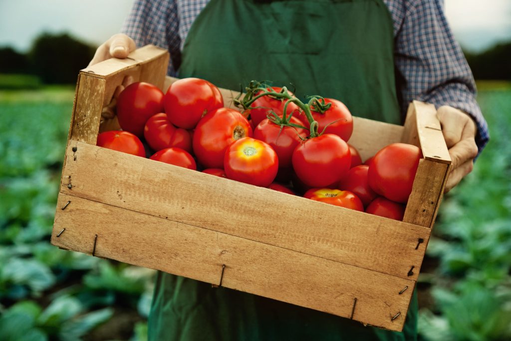 【蕃茄營養】茄紅素抗氧化又能防癌？一個方法令茄紅素吸收率提高4倍