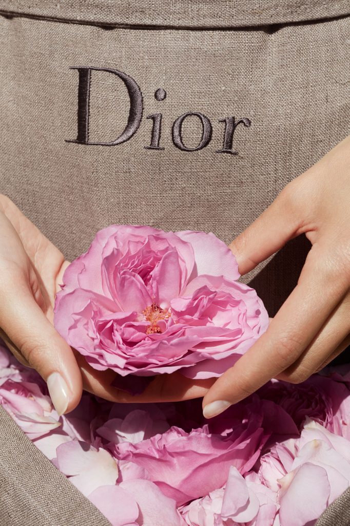 來自格拉斯的五月玫瑰香水，編輯的心頭好首選Miss Dior