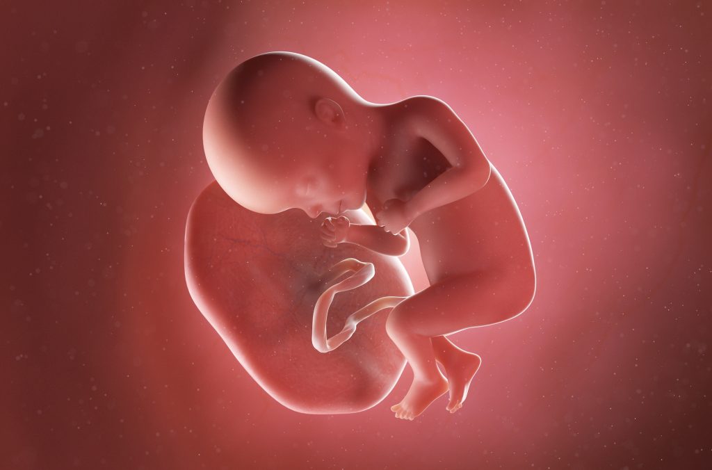 紫河車：人類胎盤