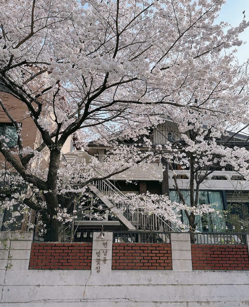 咖啡廳自家後院的櫻花樹