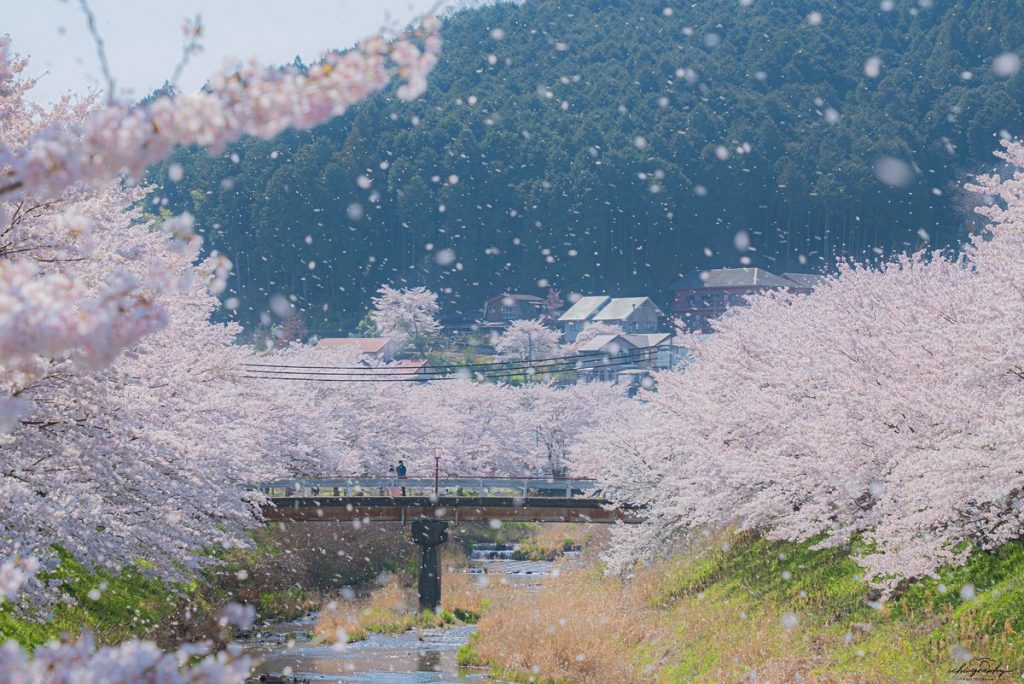 「櫻吹雪」景象