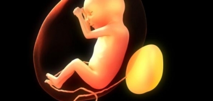 體型適中的胎兒