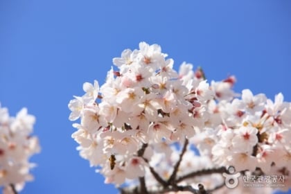 說走就走！韓國春季慶典