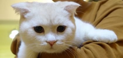 【低碳少女綠遊記】治癒系的貓咪café