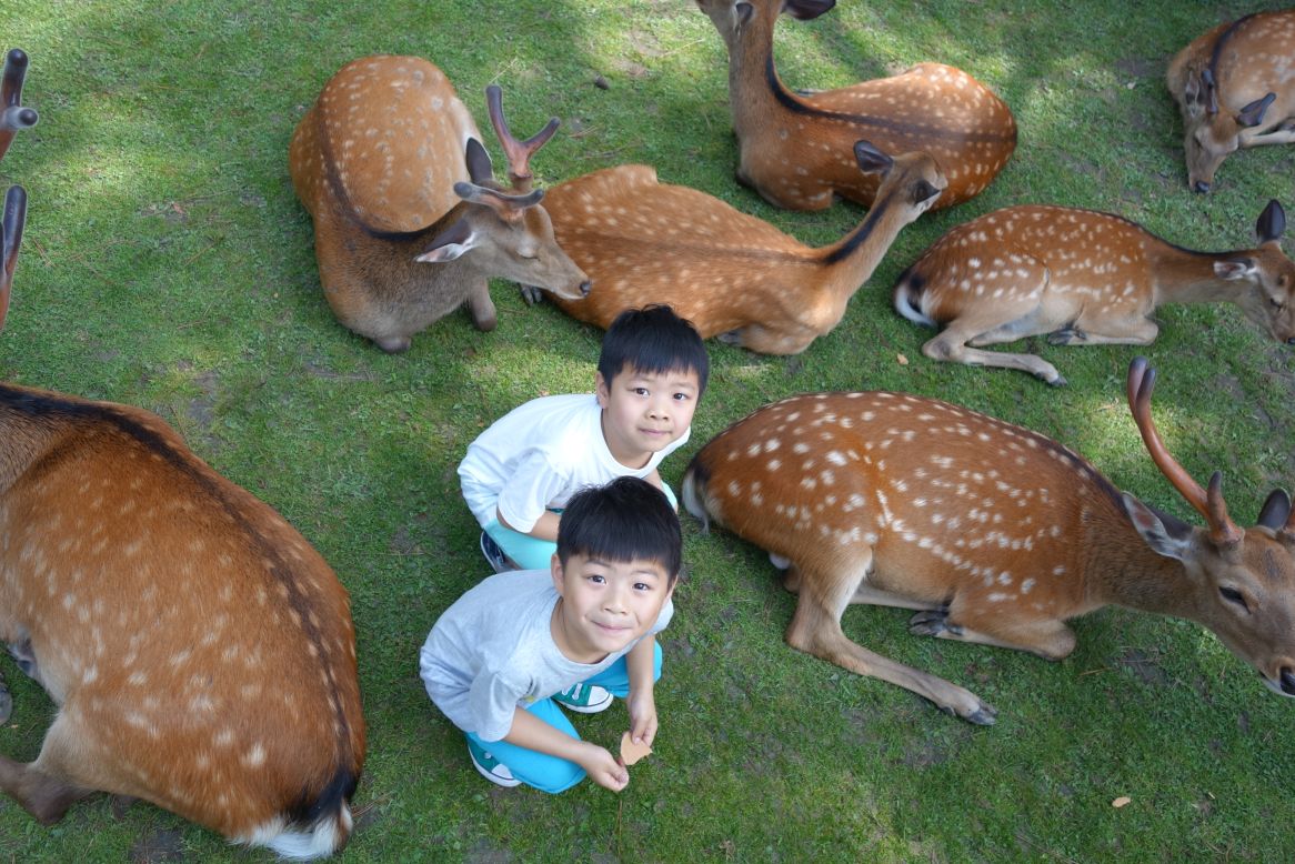 大阪行: 奈良餵鹿