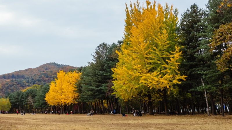 seoul11