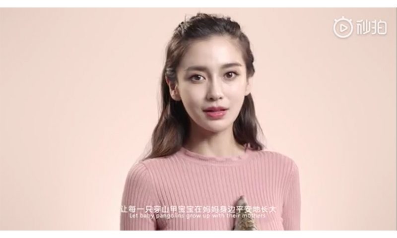 angelababy被網民指害了穿山甲