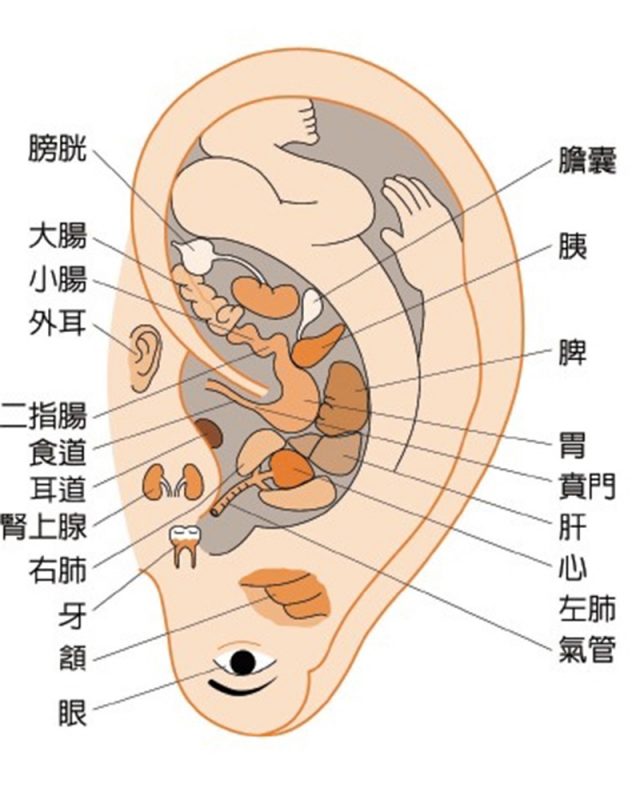 仁濟醫院劉維瑋註冊中醫師談改善小孩胃口