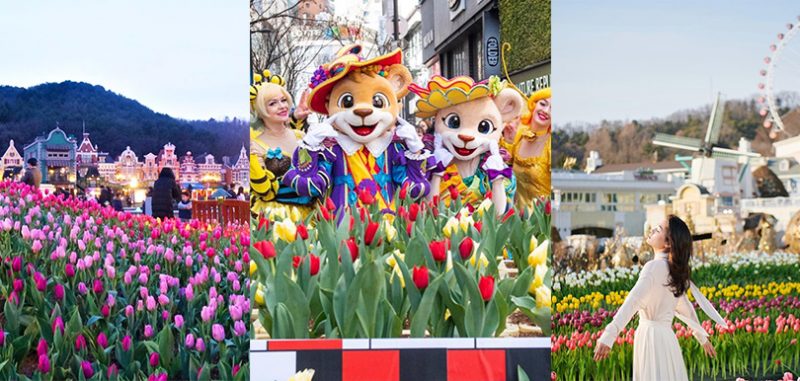 韓國愛寶樂園everland4月鬱金香季限時綻放