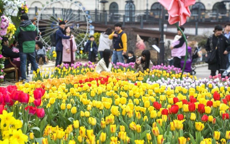 韓國愛寶樂園everland4月鬱金香季限時綻放