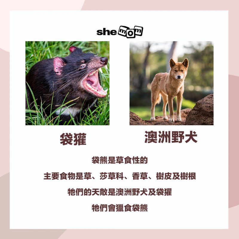 wombat 袋熊