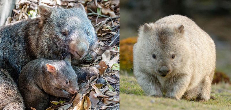 wombat 袋熊
