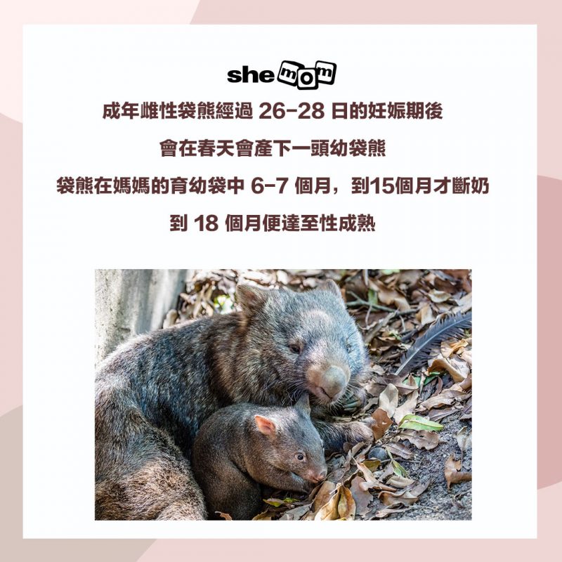 wombat 袋熊