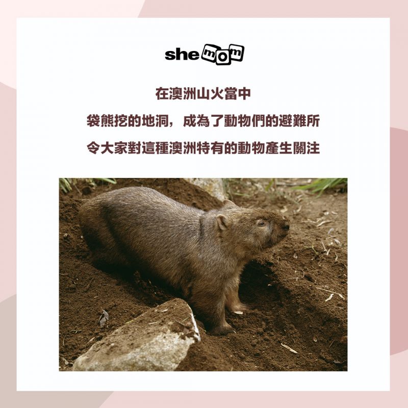 wombat 袋熊