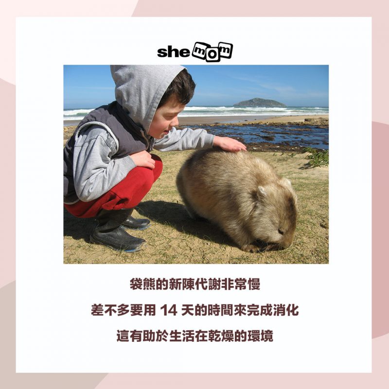 wombat 袋熊