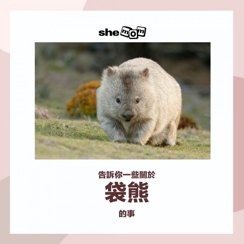 wombat 袋熊