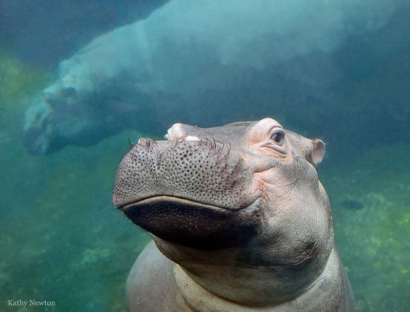 cincinnatizoo