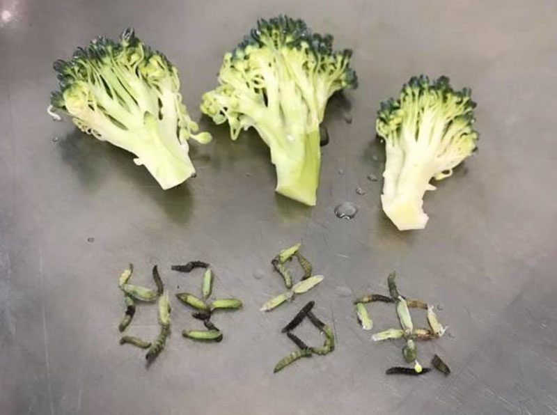 士多啤梨、西蘭花最易有蟲！清潔蔬菜竅門你要知