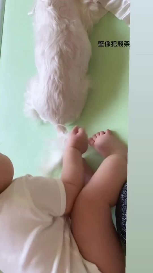 【愛護動物】黃心美任由姨甥女糟質毛孩！BB可以和毛孩和睦共處嗎？