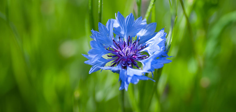石竹（dianthus chinensis）
