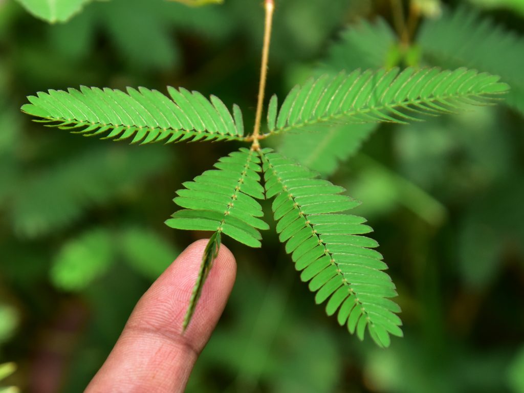 怕醜草