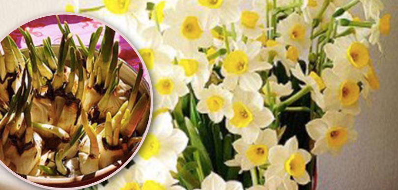 新年添好運！step by step 自己種水仙花