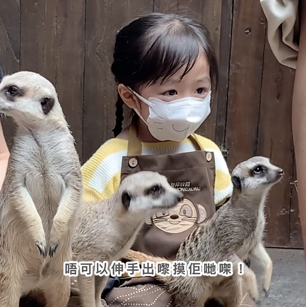 「約會小狐獴」