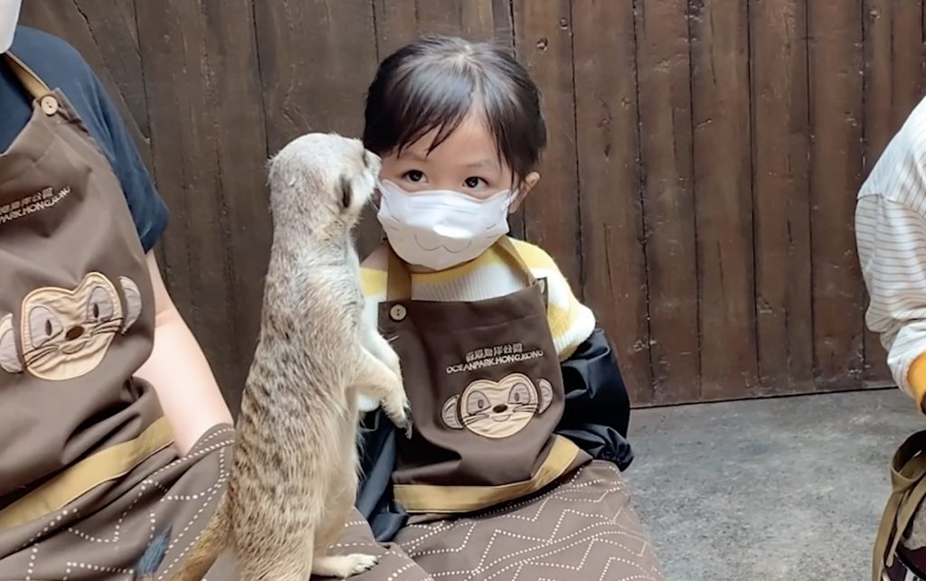 「約會小狐獴」