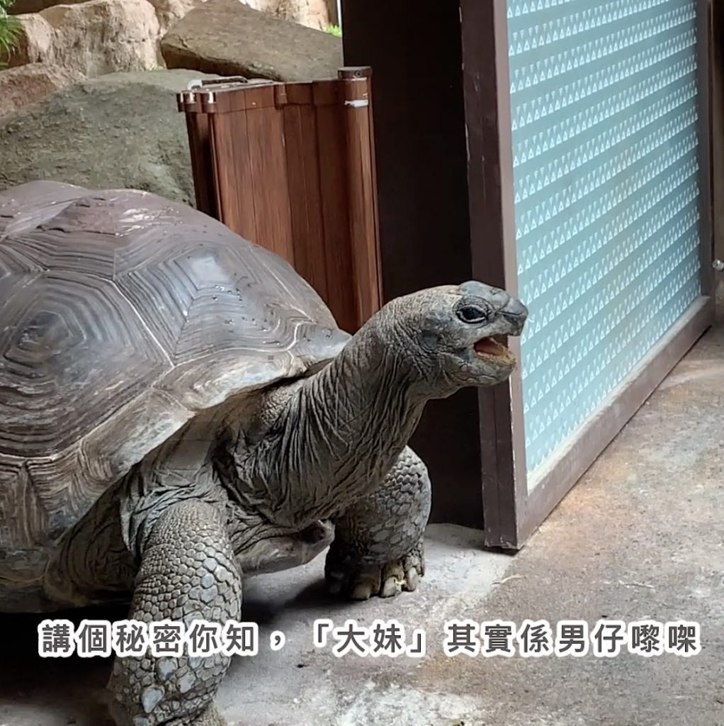 「約會大象龜」